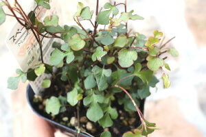 お部屋に飾っておしゃれなインテリアに！人気の観葉植物まとめ